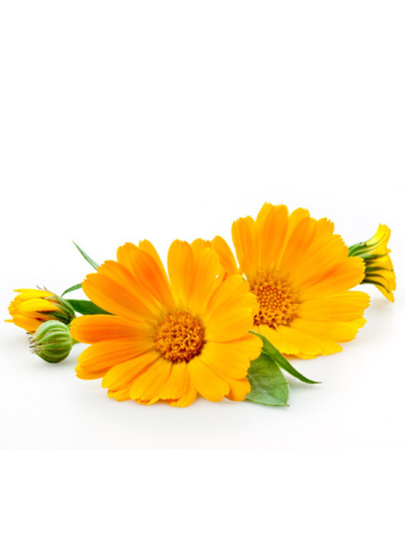 Ringelblumen CO2 Extrakt,  kbA