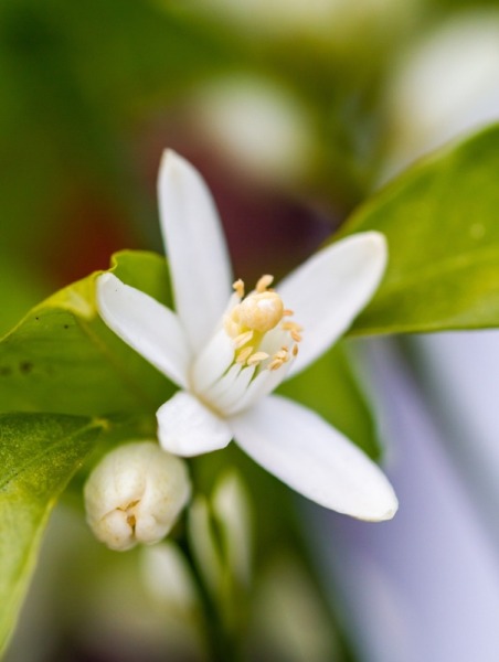 Neroli Hydrolat, kbA