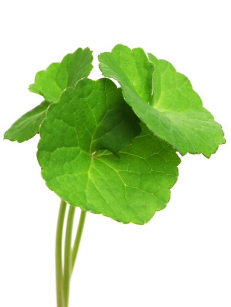 Centella asiatica GW