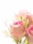 Rose absolute 100% natürlich