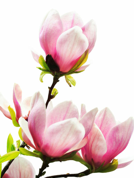 Magnolia Bark Extract (98%)