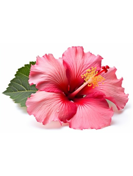 Hibiskusblüten gemahlen, kbA